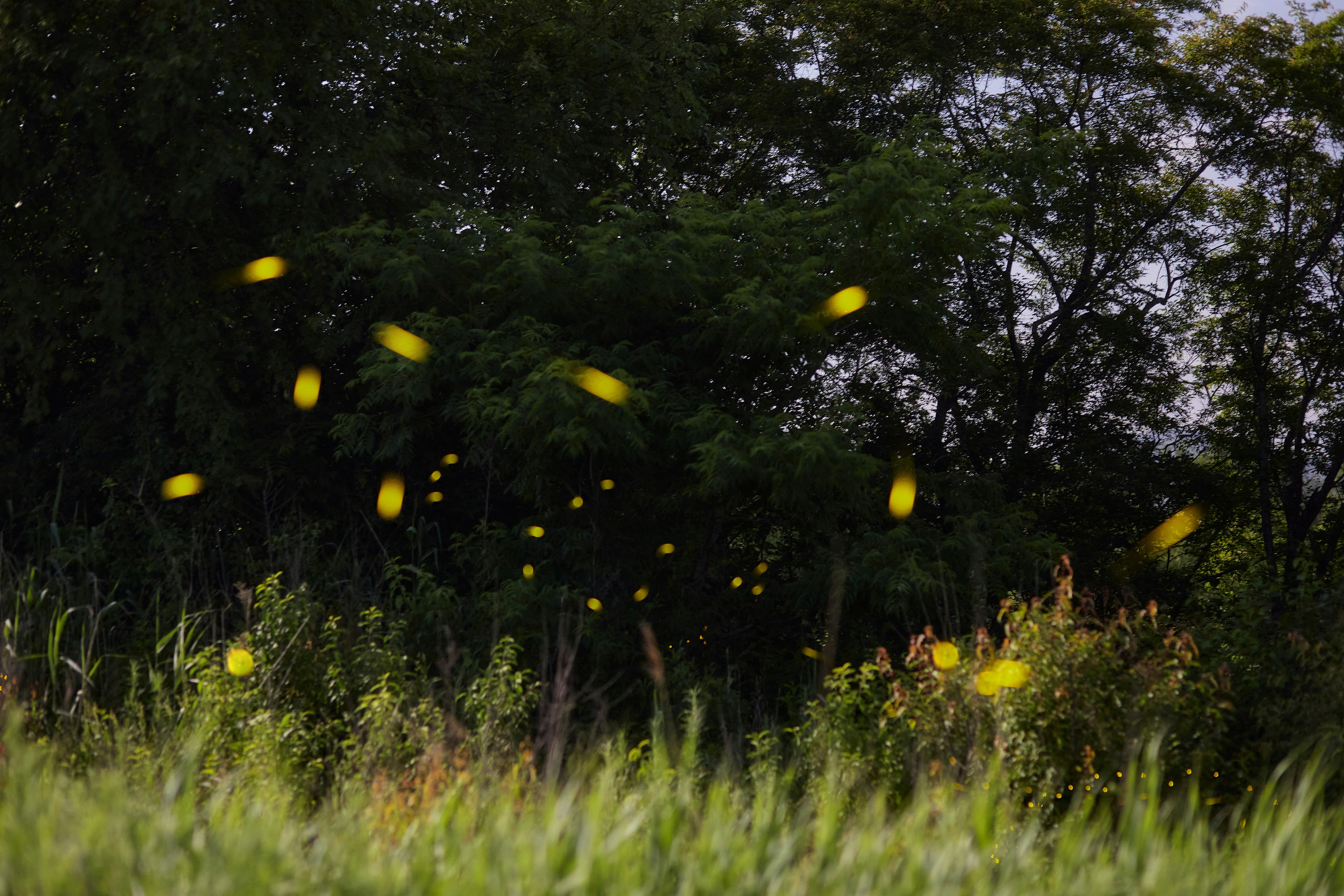 green grass field with yellow flowers